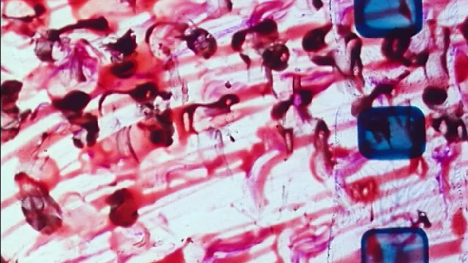 Une boîte de couleurs de Len Lye, 9e édition Festival Cinéma Jeune Public, Lausanne Pully